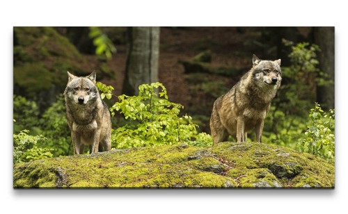 120x60cm leinwandbild wölfe - leinwandbild,