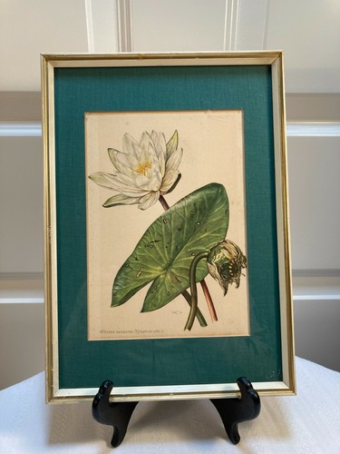 Druck schöne blumen von 3 - blumen,