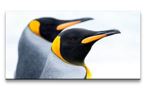 120x60cm leinwandbild pinguine - leinwandbild,